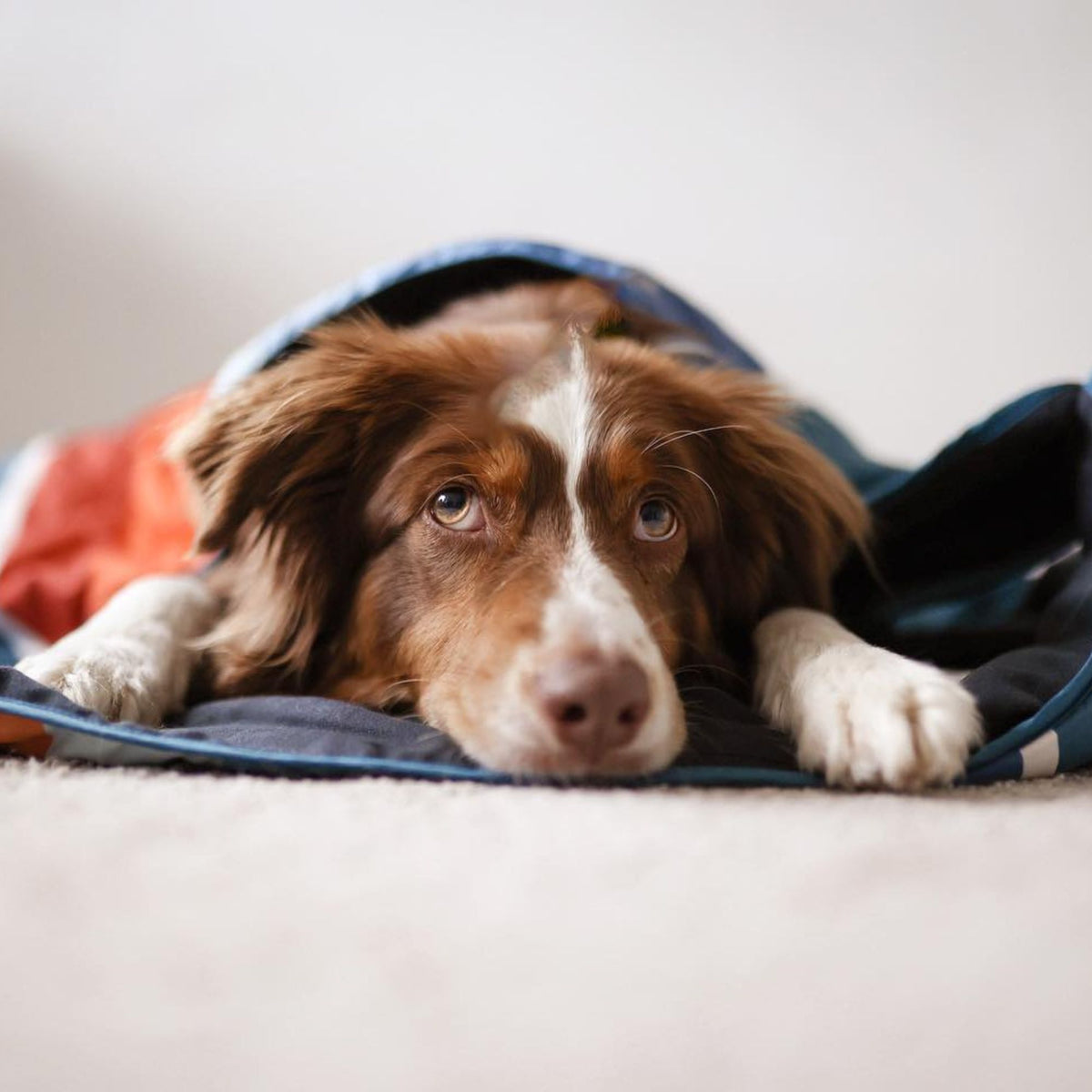 VOITED Quilted Premium Recycled Pet Blanket - Camp Vibes Two